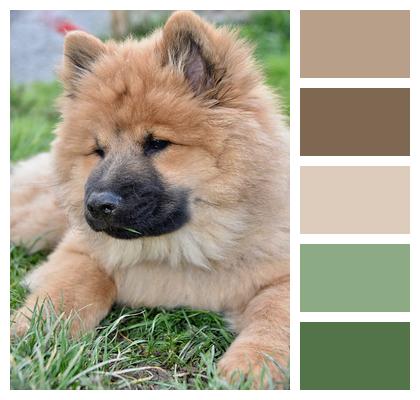 Dog Eurasier Bitch Ponieblue Dog Image